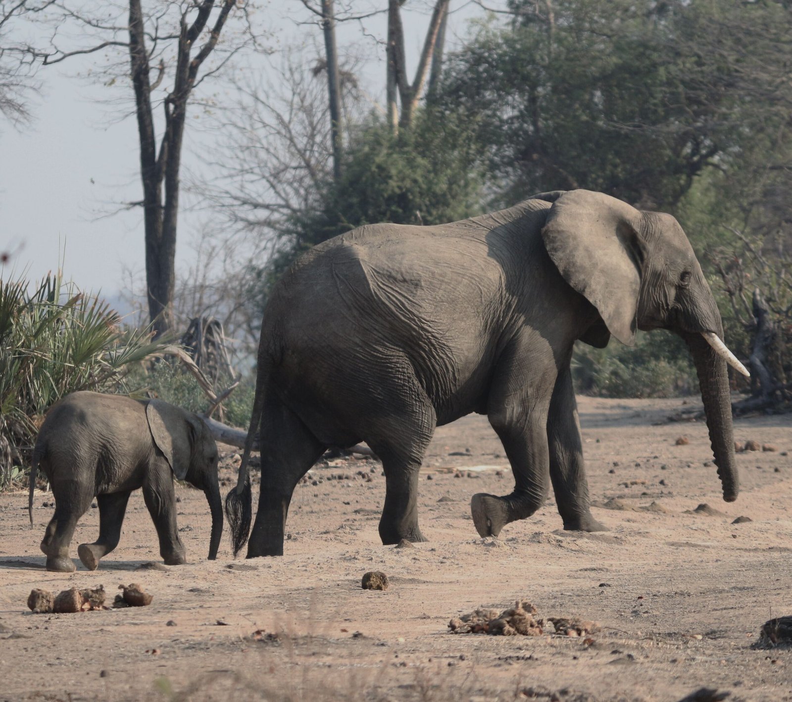 Elephant cow and calf in Hwange National Park, Zimbabwe