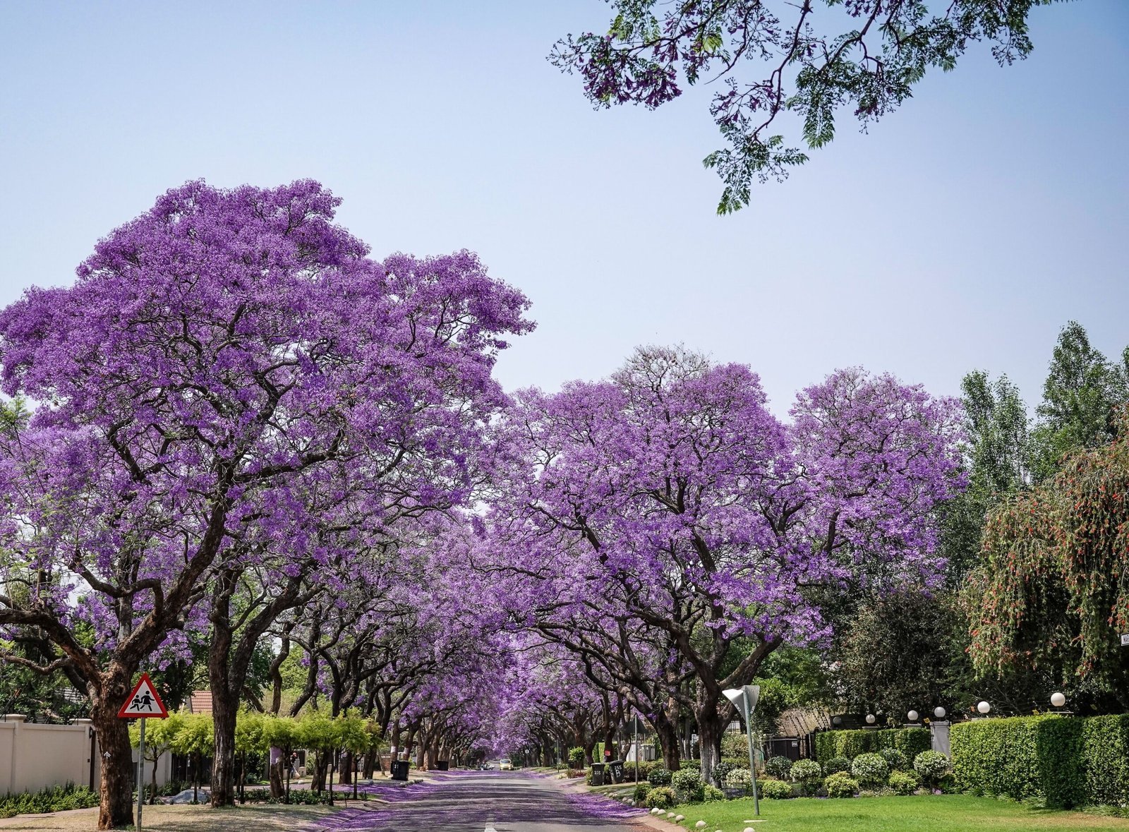 Jacaranda trees in bloom in Pretoria, South Africa's Jacaranda City